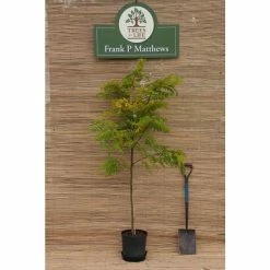 Golden False Acacia | Robinia Pseudoacacia 'Frisia' -August Plants Shop TR019212L add image 3 22de