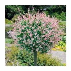 Salix integra 'Hakuro-nishiki' | Flamingo Willow Tree | 4L Pot | 120-150cm -August Plants Shop TR0196 add image 1 313f
