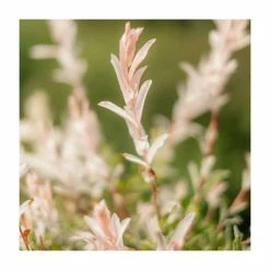 Salix integra 'Hakuro-nishiki' | Flamingo Willow Tree | 4L Pot | 120-150cm -August Plants Shop TR0196 add image 2 dd74