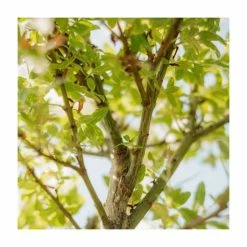 Salix integra 'Hakuro-nishiki' | Flamingo Willow Tree | 4L Pot | 120-150cm -August Plants Shop TR0196 add image 3 27f2