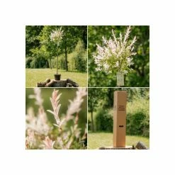 Salix integra 'Hakuro-nishiki' | Flamingo Willow Tree | 4L Pot | 120-150cm -August Plants Shop TR0196 add image 4 fa4b