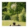 Salix integra 'Hakuro-nishiki' | Flamingo Willow Tree | 4L Pot | 120-150cm