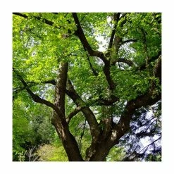 Tilia platyphyllos 'Rubra' | Large Leaf Lime Tree | 9L Pot | 120-150cm -August Plants Shop TR0205 add image 1 2c74