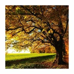 Tilia platyphyllos 'Rubra' | Large Leaf Lime Tree | 9L Pot | 120-150cm -August Plants Shop TR0205 add image 2 eb92