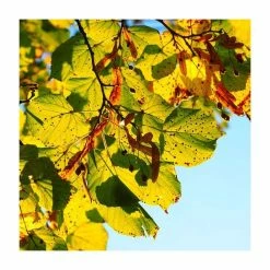 Tilia platyphyllos 'Rubra' | Large Leaf Lime Tree | 9L Pot | 120-150cm -August Plants Shop TR0205 add image 3 63a7