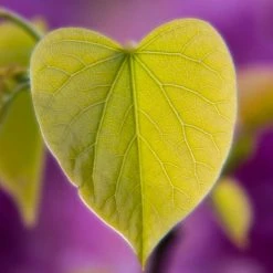 Cercis siliquastrum | Judas Tree 10 Cercis siliquastrum | Judas Tree -August Plants Shop TR0496 add image 1 4689