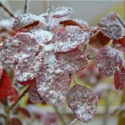 Cercis siliquastrum | Judas Tree 12 Cercis siliquastrum | Judas Tree -August Plants Shop TR0496 add image 3 28b1