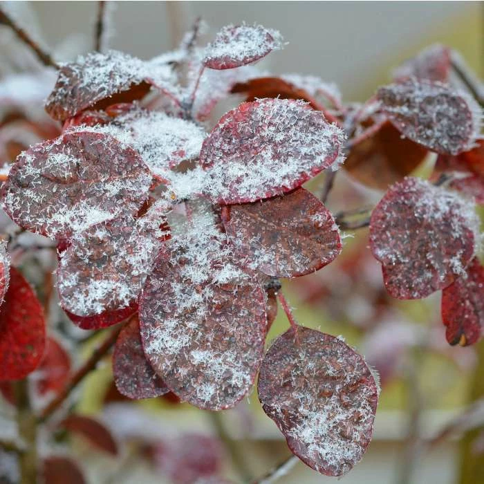 Cercis siliquastrum | Judas Tree 5 Cercis siliquastrum | Judas Tree - Image 5