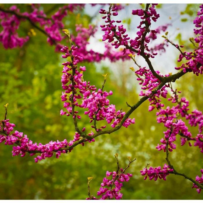 Cercis siliquastrum | Judas Tree 6 Cercis siliquastrum | Judas Tree - Image 6