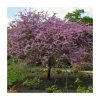 Cercis siliquastrum | Judas Tree