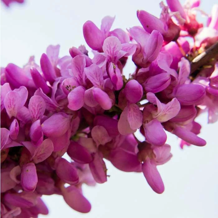 Cercis siliquastrum | Judas Tree 2 Cercis siliquastrum | Judas Tree - Image 2