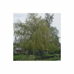 Salix x sepulcralis 'Chrysocoma' | Willow Tree -August Plants Shop TR06259L add image 1 a0c0