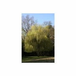 Salix x sepulcralis 'Chrysocoma' | Willow Tree -August Plants Shop TR06259L add image 2 cab9