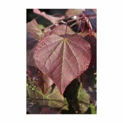 Cercis canadensis 'Forest Pansy' | North American Redbud Tree | 12L Pot | 150-180cm | By Frank P Matthews -August Plants Shop TR072412L add image 1 0cf4