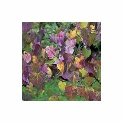 Cercis canadensis 'Forest Pansy' | North American Redbud Tree | 12L Pot | 150-180cm | By Frank P Matthews -August Plants Shop TR072412L add image 2 8202