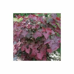 Cercis canadensis 'Forest Pansy' | North American Redbud Tree | 12L Pot | 150-180cm | By Frank P Matthews -August Plants Shop TR072412L add image 3 c720