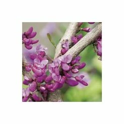 Cercis canadensis 'Forest Pansy' | North American Redbud Tree | 12L Pot | 150-180cm | By Frank P Matthews -August Plants Shop TR072412L add image 4 b6e6