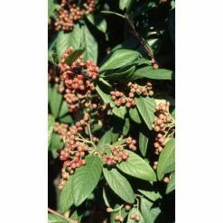 Cotoneaster frigidus 'Cornubia' Tree | 12L Pot | 150-180cm | By Frank P Matthews -August Plants Shop TR072612L add image 1 ef1a
