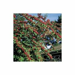 Cotoneaster frigidus 'Cornubia' Tree | 12L Pot | 150-180cm | By Frank P Matthews -August Plants Shop TR072612L add image 2 246a