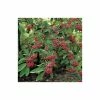 Cotoneaster frigidus 'Cornubia' Tree | 12L Pot | 150-180cm | By Frank P Matthews