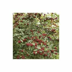 Cotoneaster 'Exburiensis' Tree | 12L Pot | 150-180cm | By Frank P Matthews