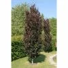 Fagus sylvatica 'Dawyck Purple' | Purple Fastigiate Beech Tree | 12L Pot | 150-180cm | By Frank P Matthews