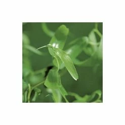 Salix erythroflexuosa ‘Golden Curls’ | Willow Tree | 12L Pot | 150-180cm | By Frank P Matthews -August Plants Shop TR075512L add image 1 2258