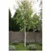 Betula pendula subsp. pendula 'Golden Fountain' | Golden Birch Tree | 12L Pot | 150-180cm | By Frank P Matthews