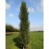 Betula pendula 'Fastigiata Joes' (PBR) | Upright Birch Tree | 12L Pot | 150-180cm | By Frank P Matthews