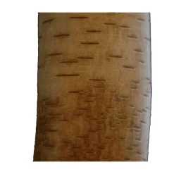 Betula utilis ‘Nepalese Orange’ | Birch Tree | 12L Pot | 150-180cm | By Frank P Matthews