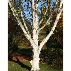 Himalayan Birch | Betula Utilis Var Jacquemontii 'Snow Queen' -August Plants Shop TR1178 add image 2 387d