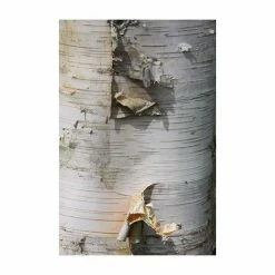 Himalayan Birch | Betula Utilis Var Jacquemontii 'Snow Queen' -August Plants Shop TR1178 add image 4 e64e