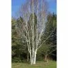 Himalayan Birch | Betula Utilis Var Jacquemontii 'Snow Queen'