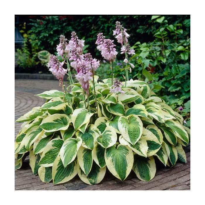 20-50cm Hosta 'Wide Brim' | 1L Pot 1 20-50cm Hosta 'Wide Brim' | 1L Pot