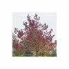 Liquidambar styraciflua 'Worplesdon' | Sweet Gum Tree