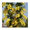 Laburnum x anagyroides 'Yellow Rocket' | Golden Chain Tree | 7L Pot | 120-150cm | By Frank P Matthews