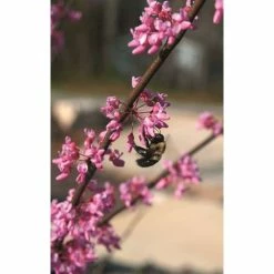 Cercis canadensis 'Hearts of Gold' | Eastern Redbud Tree | 12L Pot | 150-180cm | By Frank P Matthews