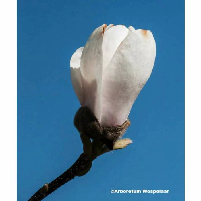 Magnolia 'Sayonara' | 12L Pot | 150-180cm | By Frank P Matthews 1 Magnolia 'Sayonara' | 12L Pot | 150-180cm | By Frank P Matthews