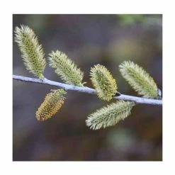 Salix irrorata | Blue Willow Tree | 12L Pot | 150-180cm | By Frank P Matthews -August Plants Shop TR1433 add image 1 e79e