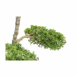 Ilex crenata Topiary Cloud Tree | Japanese Holly | 120-150cm 9 Ilex crenata Topiary Cloud Tree | Japanese Holly | 120-150cm -August Plants Shop TR87595BONSAI add image 1 624d