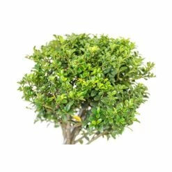Ilex crenata Topiary Cloud Tree | Japanese Holly | 120-150cm 11 Ilex crenata Topiary Cloud Tree | Japanese Holly | 120-150cm -August Plants Shop TR87595BONSAI add image 3 cf89