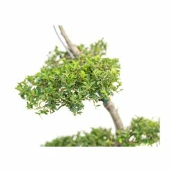 Ilex crenata Topiary Cloud Tree | Japanese Holly | 120-150cm 13 Ilex crenata Topiary Cloud Tree | Japanese Holly | 120-150cm -August Plants Shop TR87595BONSAI add image 5 58ad