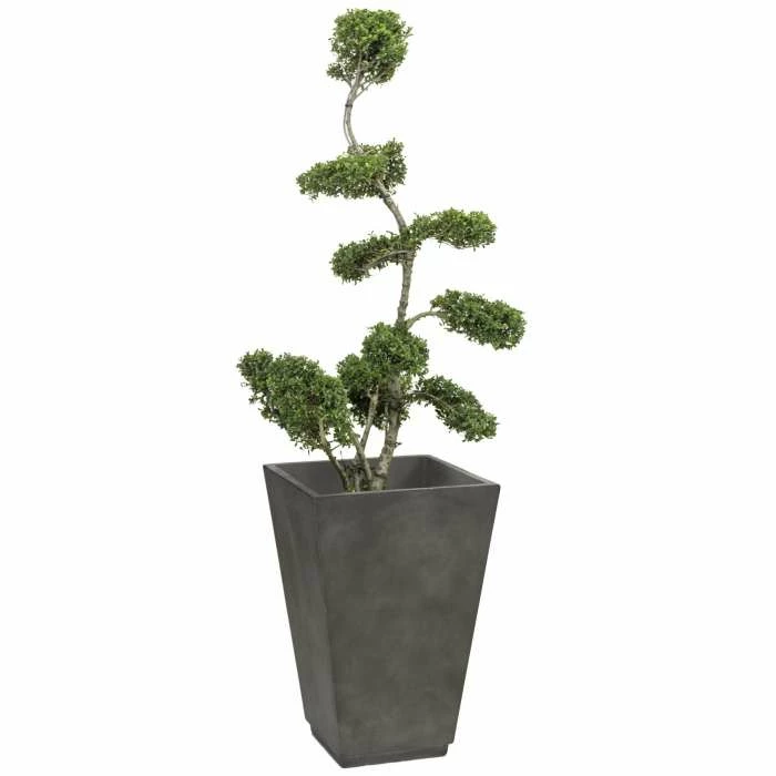 Ilex crenata Topiary Cloud Tree | Japanese Holly | 120-150cm 2 Ilex crenata Topiary Cloud Tree | Japanese Holly | 120-150cm - Image 2