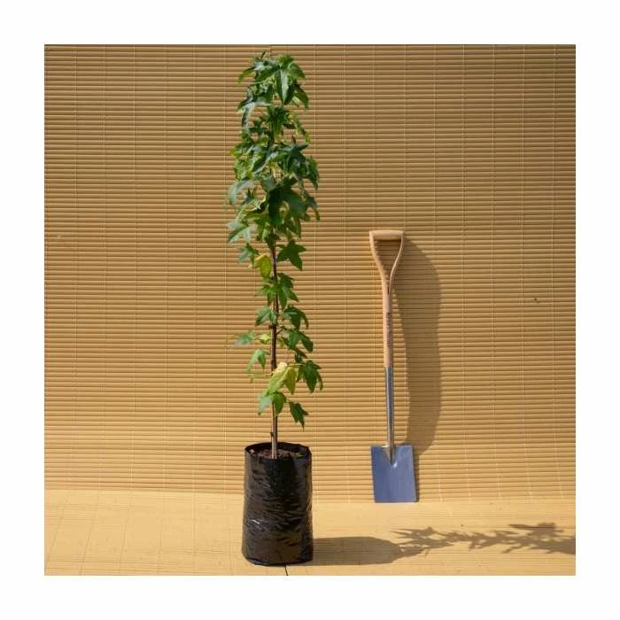 Liquidambar styraciflua 'Lane Roberts' | Sweet Gum Tree | 9L Pot | 120-150cm 2 Liquidambar styraciflua 'Lane Roberts' | Sweet Gum Tree | 9L Pot | 120-150cm - Image 2