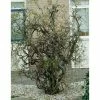 Corylus avellana 'Contorta' | Corkscrew Hazel Tree | 9L Pot | 120-150cm