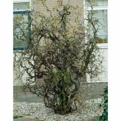 Corylus avellana 'Contorta' | Corkscrew Hazel Tree | 9L Pot | 120-150cm