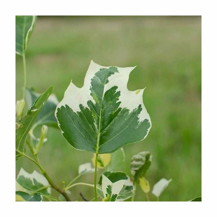 Liriodendron tulipifera 'Snow Bird' | Tulip Tree | 7L Pot | 110-140cm | By Frak P Matthews 1 Liriodendron tulipifera 'Snow Bird' | Tulip Tree | 7L Pot | 110-140cm | By Frak P Matthews