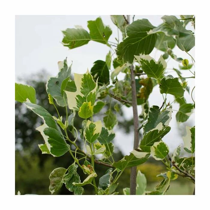 Liriodendron tulipifera 'Snow Bird' | Tulip Tree | 7L Pot | 110-140cm | By Frak P Matthews 2 Liriodendron tulipifera 'Snow Bird' | Tulip Tree | 7L Pot | 110-140cm | By Frak P Matthews - Image 2