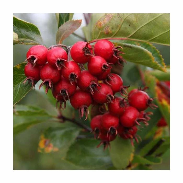 Crataegus succulenta ‘Jubilee’ | 12L Pot | 150-180cm | By Frank P Matthews 1 Crataegus succulenta ‘Jubilee’ | 12L Pot | 150-180cm | By Frank P Matthews