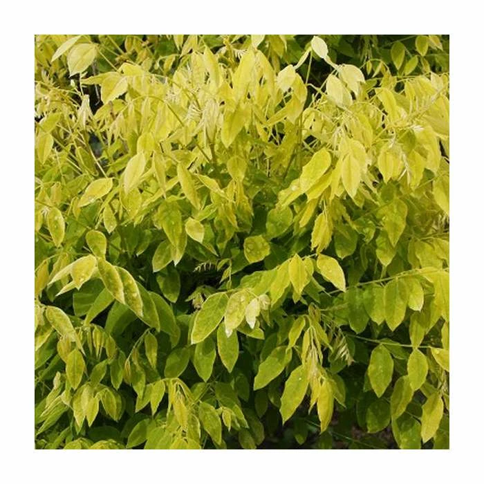 Sophora japonica ‘Gold Standard’ | Japanese Pagoda Tree | 12L Pot Top Worked at 100cm | 150-180cm | By Frank P Matthews 1 Sophora japonica ‘Gold Standard’ | Japanese Pagoda Tree | 12L Pot Top Worked at 100cm | 150-180cm | By Frank P Matthews